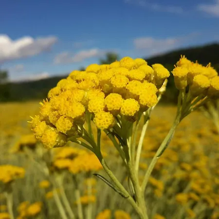 House In Istria In Pristine Nature Nyaraló