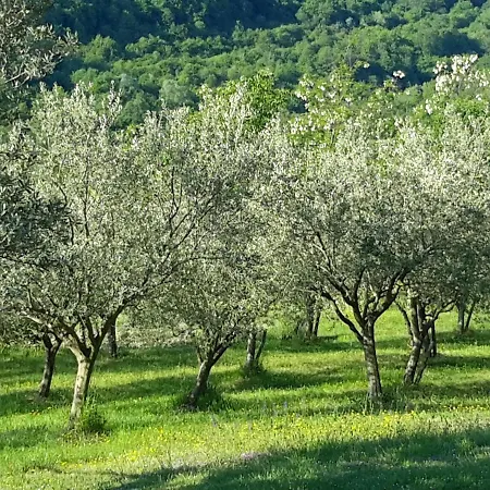 House In Istria In Pristine Nature *