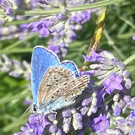 House In Istria In Pristine Nature * Šmarje