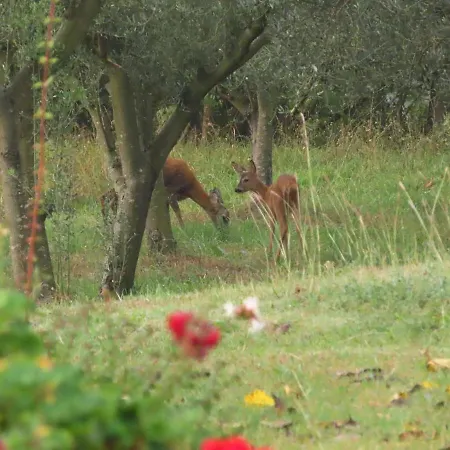 House In Istria In Pristine Nature Šmarje
