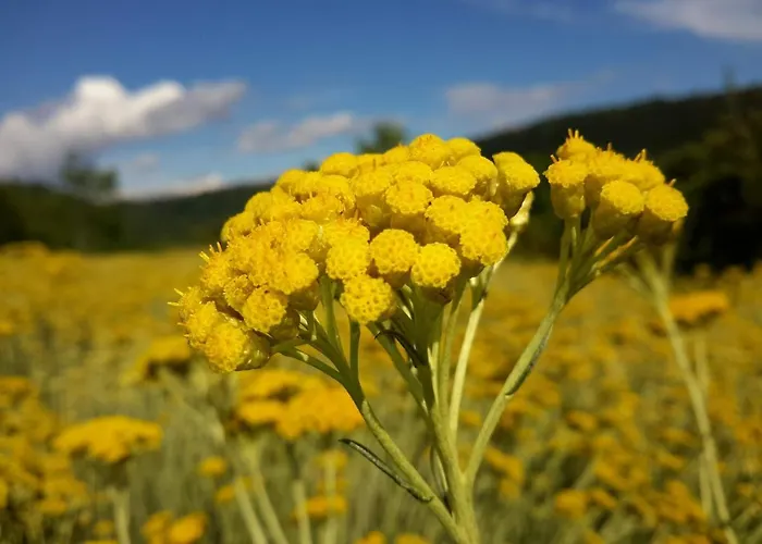 House In Istria In Pristine Nature 度假居