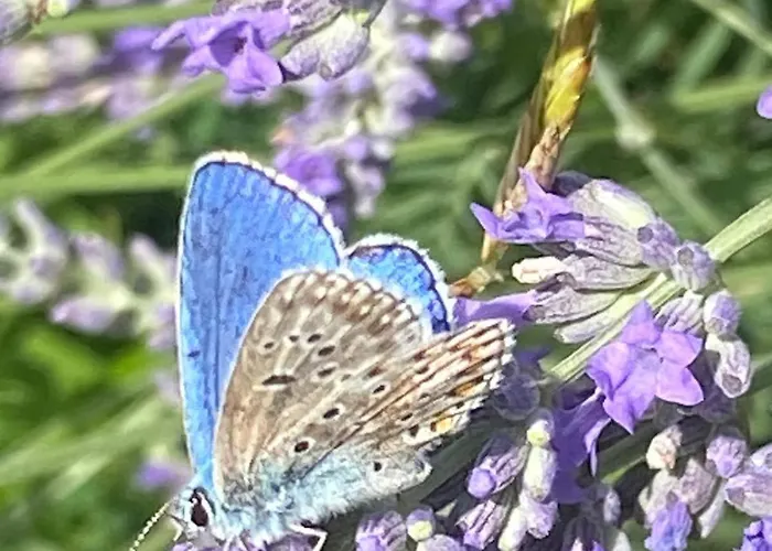 House In Istria In Pristine Nature * Šmarje