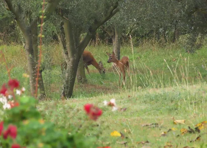 House In Istria In Pristine Nature Šmarje